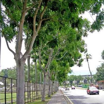 cây xà cừ